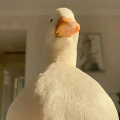 Yorlg
